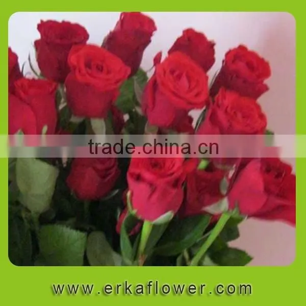 Fresh Rose High Quality Flower Single Rose For Sale photo-3