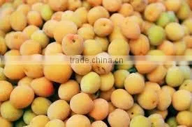 Compotec Apricots in Syrup 1500 ml Jars photo-2