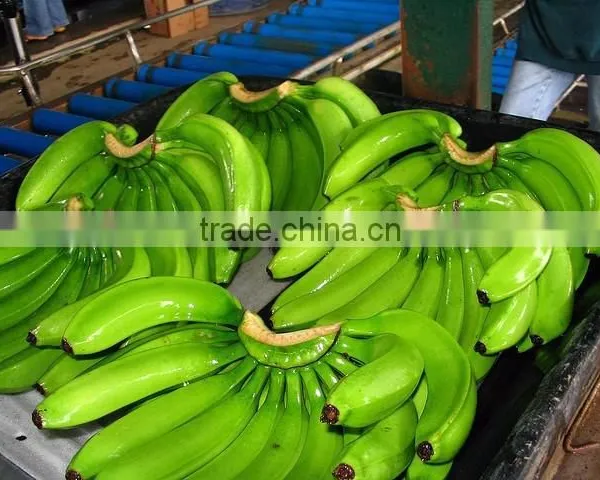 Grade A Fresh Cavendish Bananas