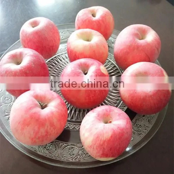 China Fuji Apple Supplier Red Fuji Apple Tree photo-4