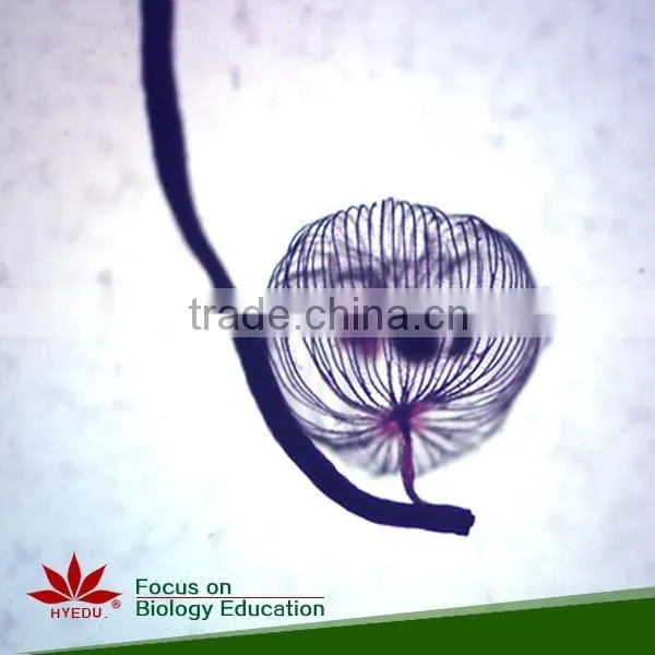 Hot Sale 40pcs High Quality Medical Parasitology Prepared Slides Set photo-2