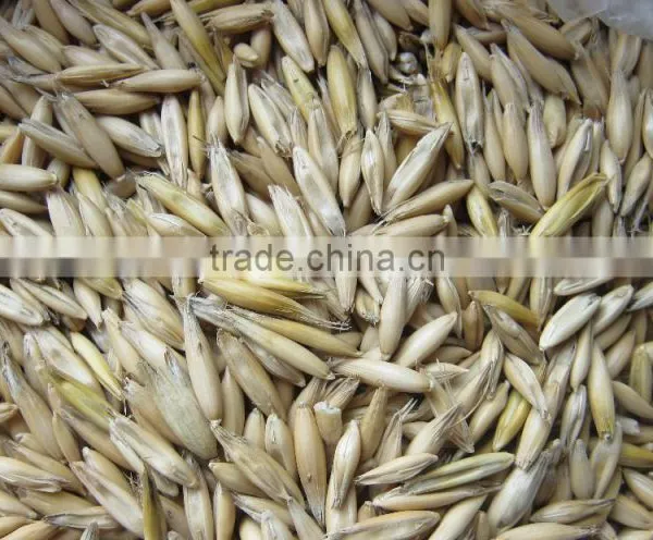 Oats