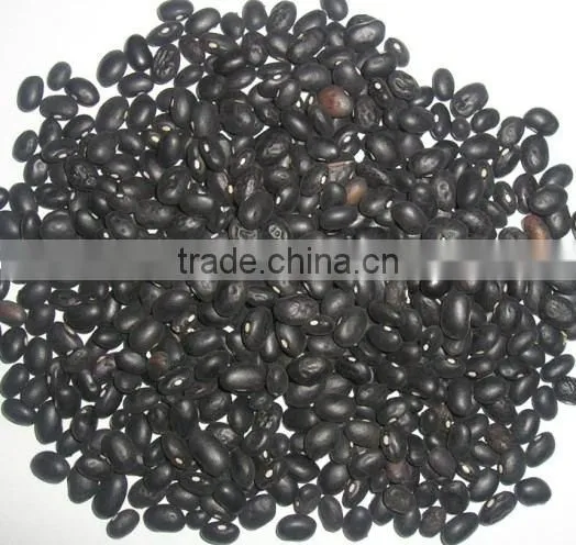 Black Bean