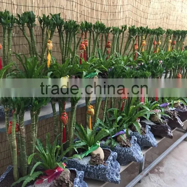 Dracaena Sanderiana Sander photo-2