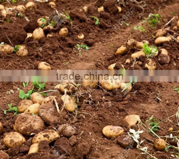 Vietnam Origin Potato 2016 New Crop With Wholesale photo-3