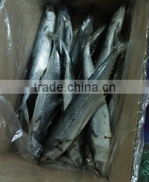 Frozen Spotted Spainsh Mackerel photo-4