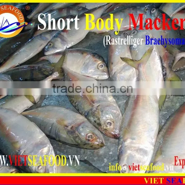 FROZEN SHORT BODY MACKEREL WHOLE ROUND photo-3