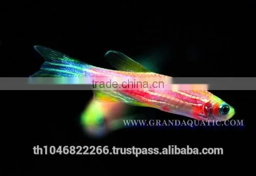 Pink Danio Fish Farm For Sale and Aquarium Fish Export photo-2