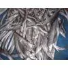India Ribbonfish