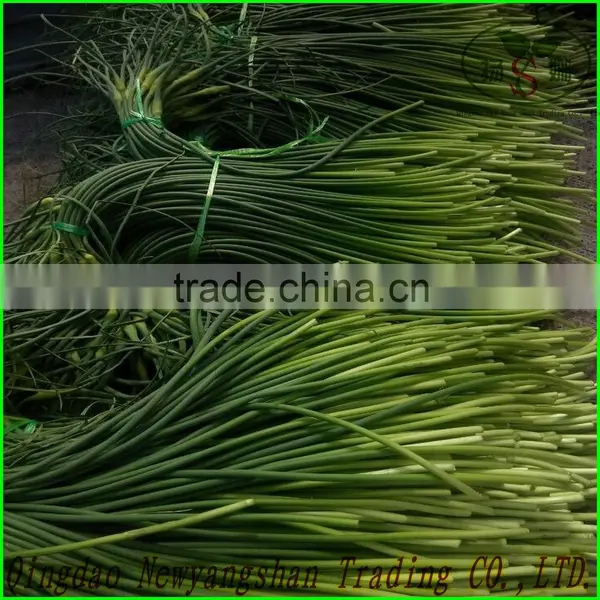 (HOT) Young Garlic Shoot Exports Southeast Asia/ United States