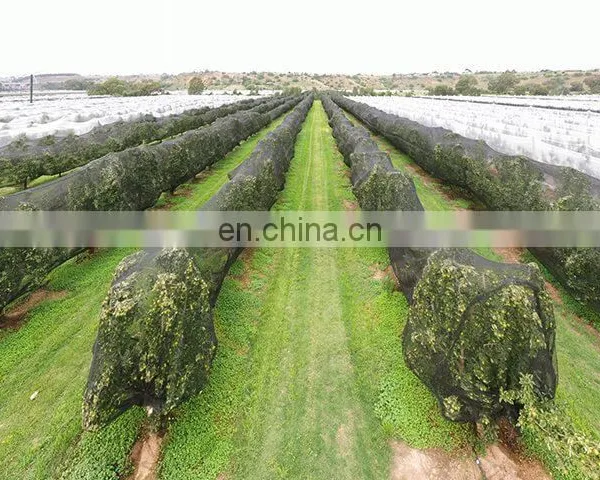 Custom HDPE Plastic Mesh Agriculture Apple Vegetable Anti Bee Hail Netting photo-5