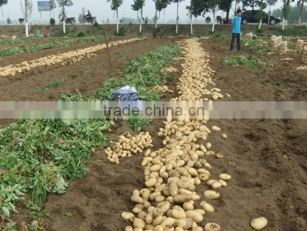 2015 Potato With Good Price photo-3