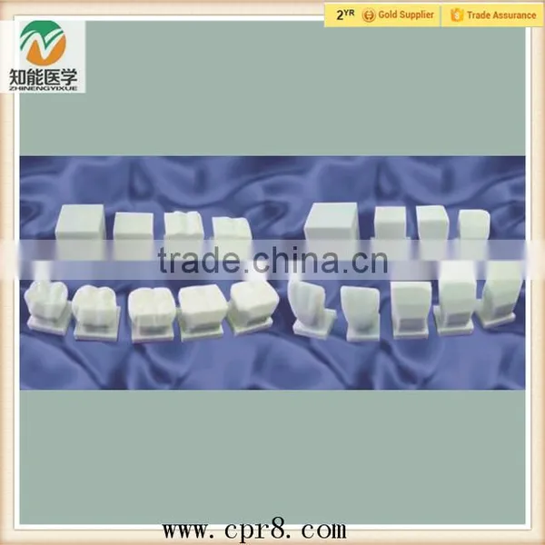 BIX-L1028 Vivid 4 Groups Teeth Carving Procedure Model