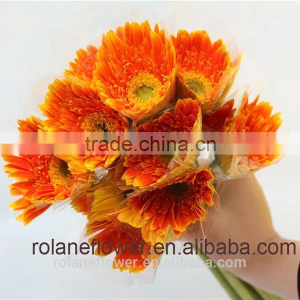 Kunming Flower Export Wooden Vase Flower Pots With 20stems/bundle From Yunnan, China photo-2