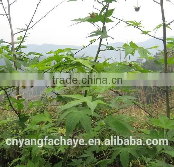High Mountain Chinese Best Green Sweet Tea photo-3