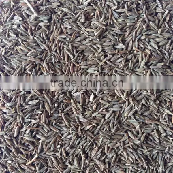 Fennel Seed With Good Quality From CHINA for Sale photo-3