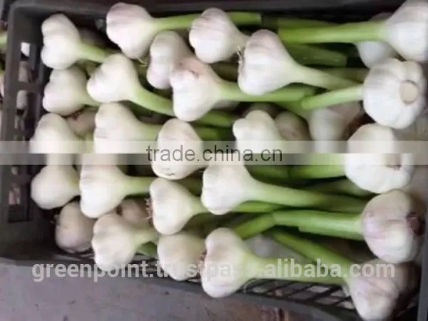 Garlic photo-4