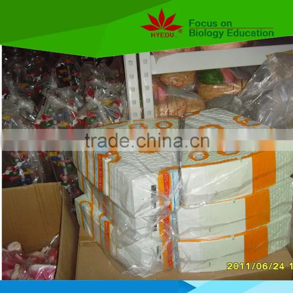Low Priced Human Cardiac Cycle and Size Cycle Electic Model photo-6