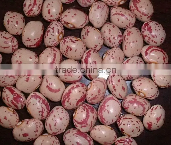 SPECKLED KIDNEY BEANS photo-4