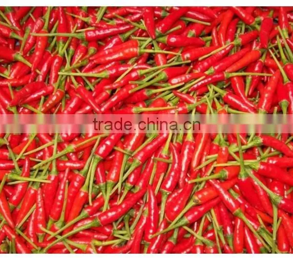 Fresh Chili