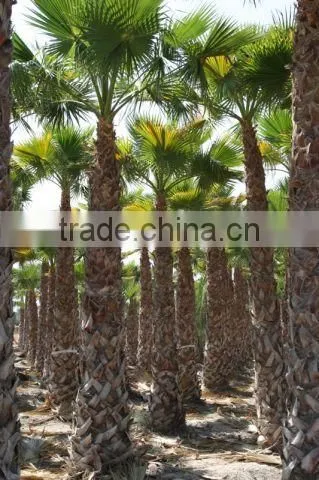 Washingtonia Robusta Palm Tree photo-3