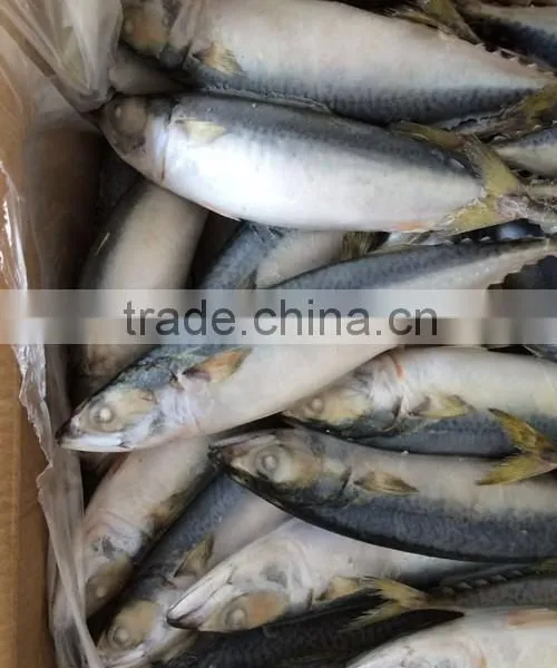 Frozen Scomber Japonicus With Size 6 -8 Pcs / kg photo-6