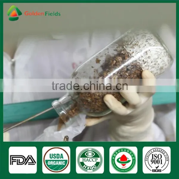 Golden Fields Supplier of Shiitake Spawn Mycelium Growing Bag Shiitake Mushroom Growing Kits photo-4