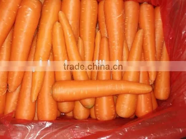 Carrot Price Carrot Farm Carrot Exporter 2016 Best Quality photo-3