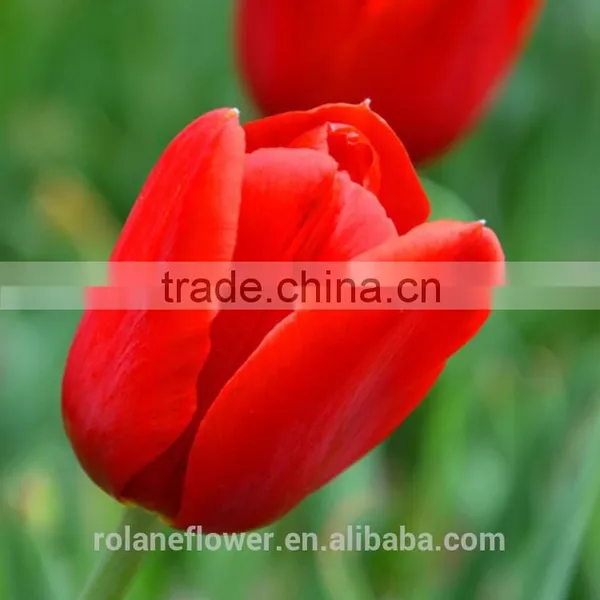 the High Quality Fresh Cut Tulip Bulbs Flower From Yunan photo-3