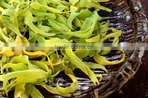 Ylang Ylang Essential Oil From India | Guaranteed 100% Pure Ylang-Ylang Oil photo-4