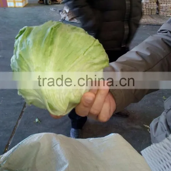 Fresh Lettuce photo-4