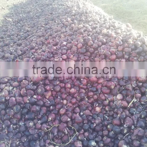 Liliaceous Vegetabless Product Type and Onion Type Fresh ONION for Sale photo-4