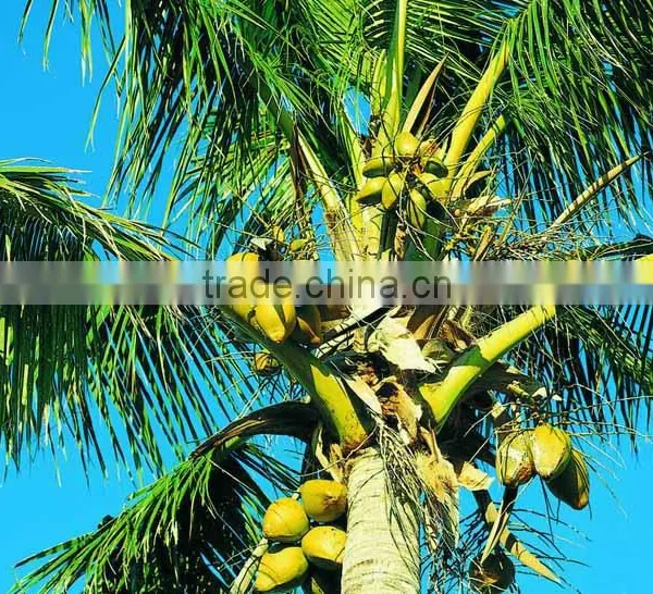 Coconut Seedling photo-2
