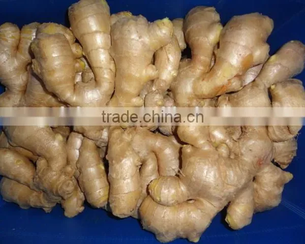 Yellow Color Fresh Ginger photo-2
