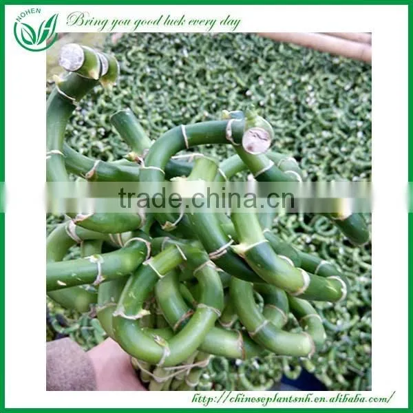 Indoor Decoration Sanderiana Dracaena Spiral Lucky Bamboo Wholesale photo-2