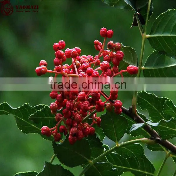 China Sichuan Prickly Ash