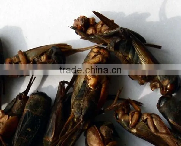 Freeze Dried Crickets, Bird & Reptiles Pet Food photo-2