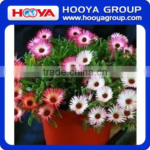 Roll n Grow Flower & Lazy Flower Carpet photo-5