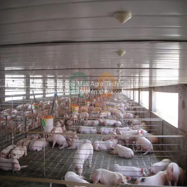 High Quality Automatic Pig Farm Design Floor Feeding System Equipment photo-3