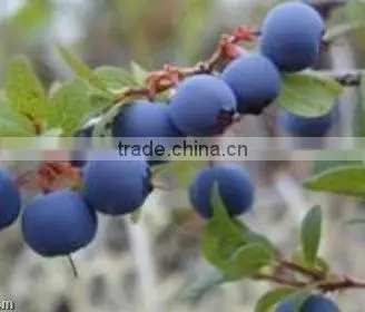 Bilberry P.E./Vaccinnium Vitis-idaea L./cowberry Extract /lingonberry Extract / Tangleberry Extract/whortleberry Extract /Vaccin