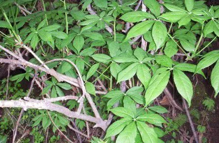 Siberian Ginseng Extract Eleutheroside photo-5