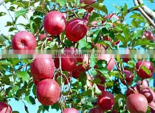 Delicious Qinguan Apple