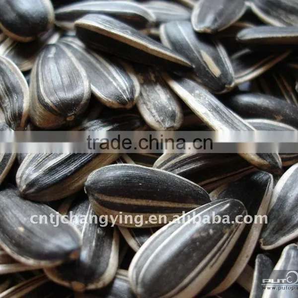 Sunflower Seeds 5009