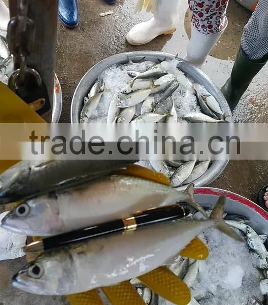 FROZEN INDIAN MACKEREL Whole Round photo-2