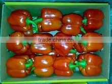 Fresh Egypt Color Pepper