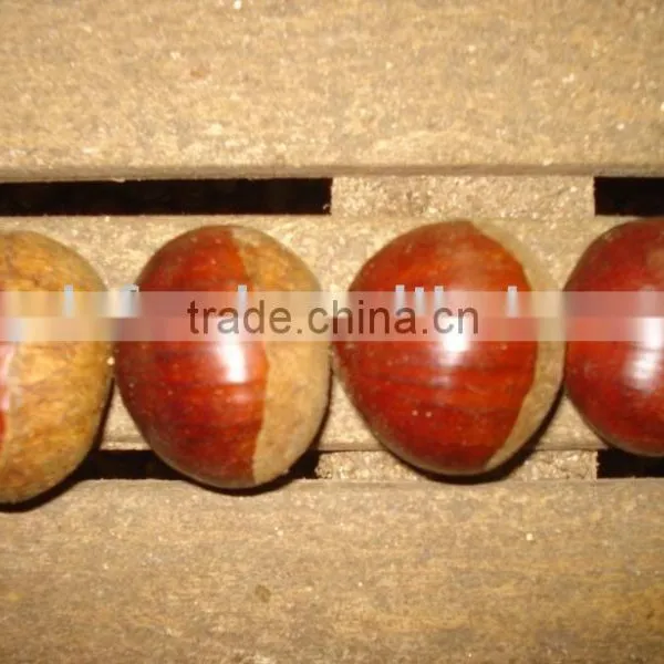 Fresh Chestnut