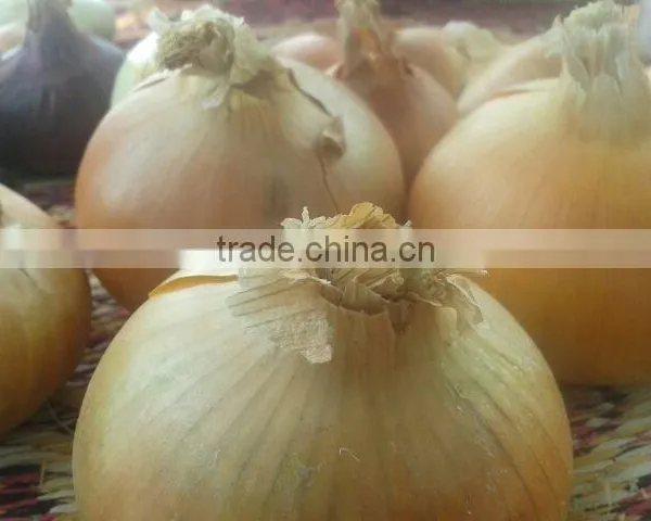 Cheapest Yellow Onions
