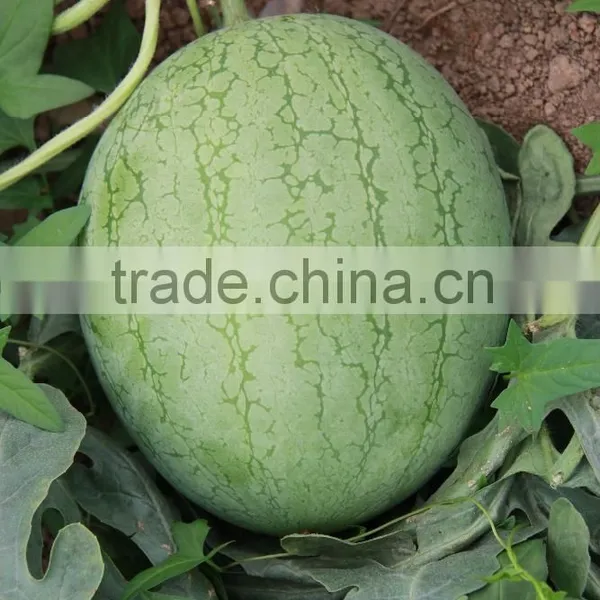 Hybrid f1 Watermelon Seeds-Beautiful Exquisite photo-2