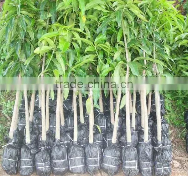 Mango Tree Seedling Mangifera Indica Tree Seedlings photo-2