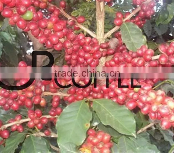 Spray Dried Instant Coffee Instant Coffee Bulk Packing